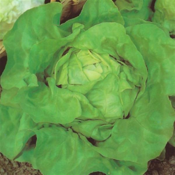 Butterhead lettuce ATTRACITIE 100 seeds
